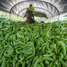 ¿Cómo se beneficia la agricultura con el uso de inteligencia artificial?