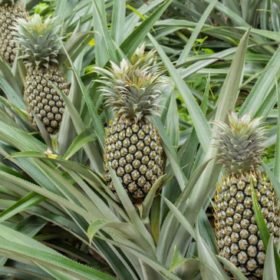 La oferta de frutos que se abre vía en el país