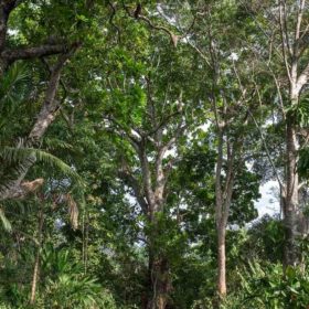 Hasta un siglo demora un bosque secundario en recuperarse luego de la tala