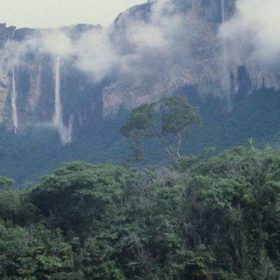 El hallazgo del árbol más alto del Amazonas (y por qué es una incógnita su gran tamaño)